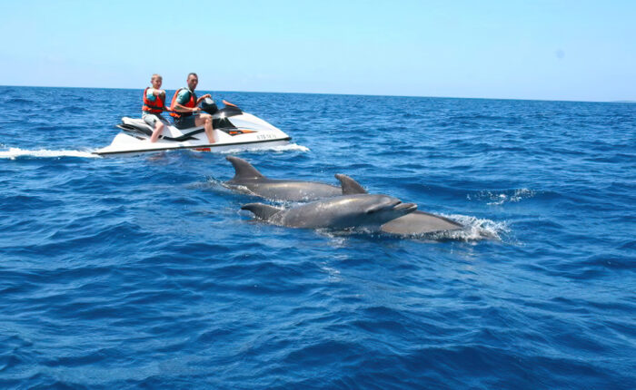 people on jetski looking at dolphins